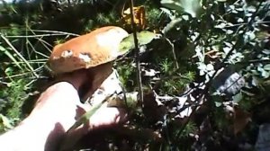 Где, и как собирать Белые Грибы.