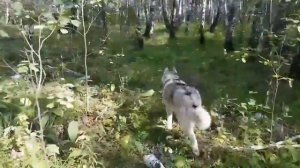 Тени исчезают в полдень...Shadows disappear at noon..#huskyIdel