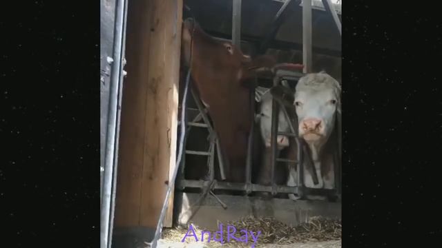 Приколы Тикток 2021. Смех до слез. Ржач. Угар. Прикол! , tiktok. смех. юмор смотреть онлайн