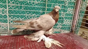 Голуби Германа Титова т. +79184634287