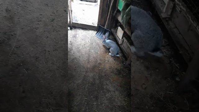 Крол метит территорию. 12-ти дневные крольчата в жару. смотреть онлайн