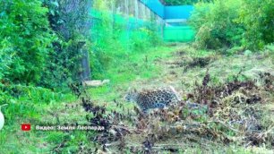Спасенный котенок дальневосточного леопарда впервые выпущен в вольер.
