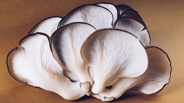 İstiridye Mantarının Az Bilinen 10 Faydası смотреть онлайн