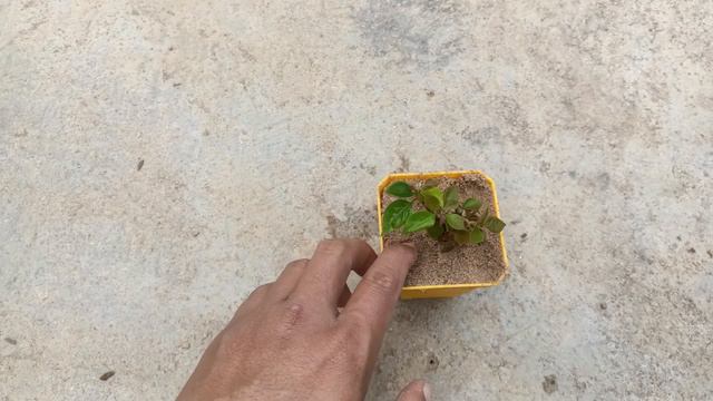 How to grow Bougainvillea plant from cuttings | Bougainvillea plant propagation using Aloe Vera смотреть онлайн