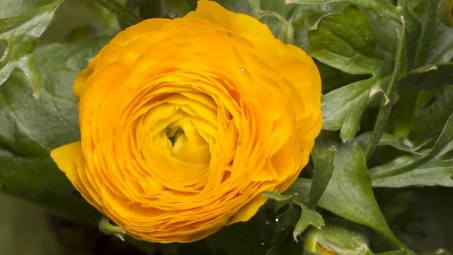 Спокойной ночи! Желаю увидеть красочные и добрые сны! Красивое пожелание Спокойной ночи смотреть онлайн