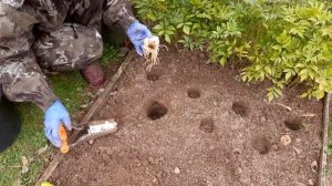 Самое время пересаживать лилии.