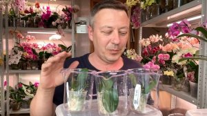 полив орхидей после магазинной засушки СКОЛЬКО ЛИТЬ ВОДЫ разным орхидеям