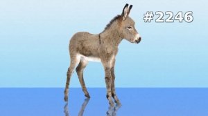 #2246. Ослы (В мире животных)