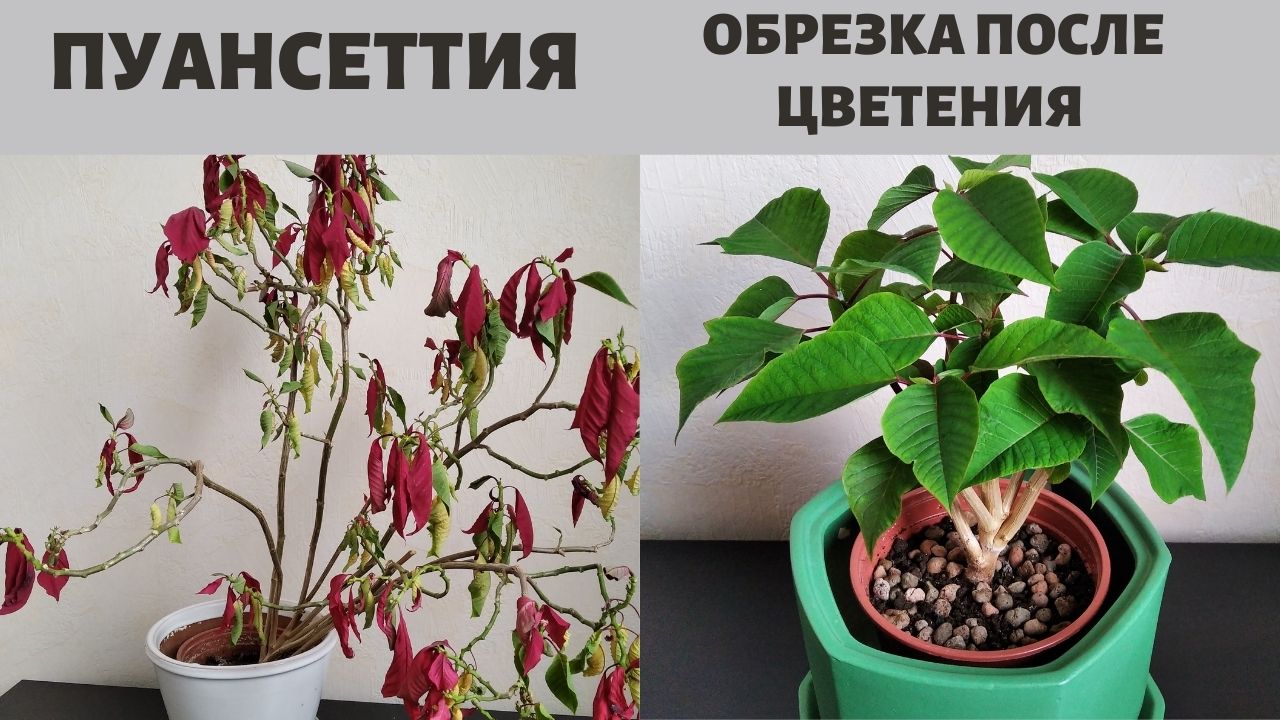 Пуансеттия (Молочай). Обрезка  и пересадка после цветения.