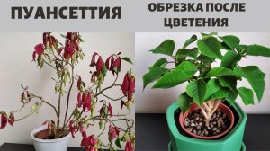 Пуансеттия (Молочай). Обрезка и пересадка после цветения.
