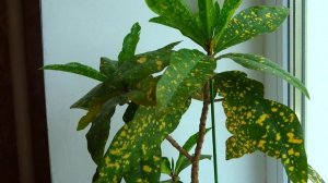 Комнатный цветок кротон. flower room Croton.
