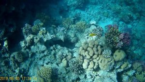 ОСТОРОЖНО !!! Опасный монстр Красного моря! Красное море. Шарм Эль Шейх Египет. Рыбы Красного моря