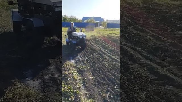 Боронование огорода после уборки картофеля 2023 #трактор #самодельныйтрактор
