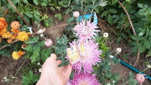 Видео обзор сортов хризантем, красивые цветы для вашего сада!!!