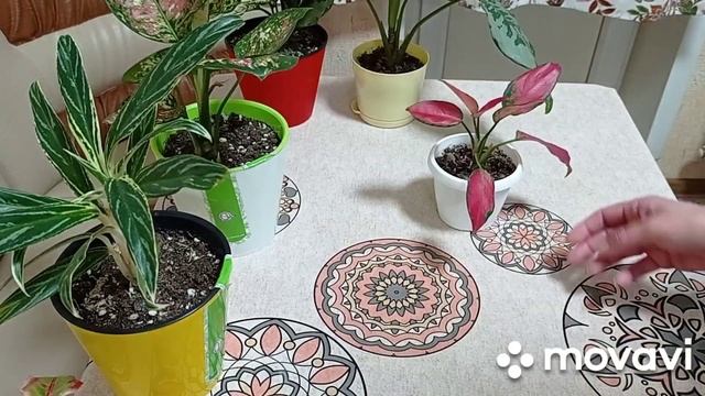 Комнатные растения/цветы. Аглаонемы. Уход за аглаонемами в домашних условиях.