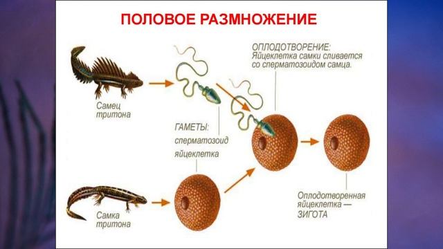 Размножение животных картинки