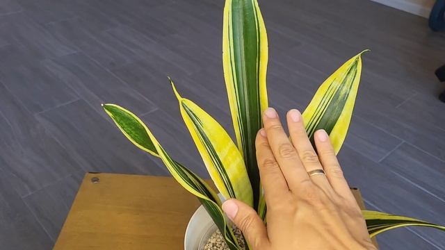 Сансевиерия Кристи, описание сорта. Sansevieria Kristi