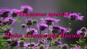 Полевые цветы