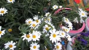 Зацвела АЗАЛИЯ. Уход в домашних условиях.