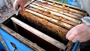 Быстрое расширение пасеки Формирование отводков пчел Весенние работы на пасеке