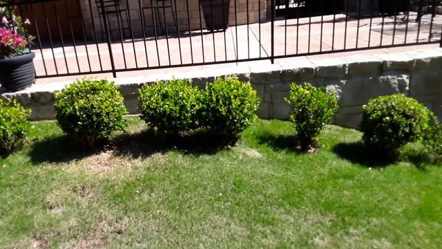 Garden Tour/ Update on Zoysia Grass and Don Juan Roses смотреть онлайн