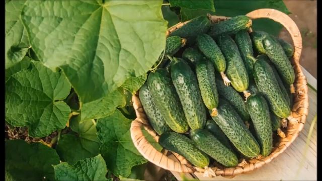 Основные секреты выращивания высокого урожая огурцов. смотреть онлайн