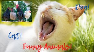 Смешные кошки и собаки 2022! - Лучшие приколы с котами №1