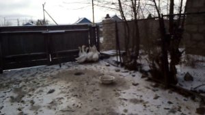 Где взять деньги на ЛПХ?