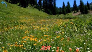 Карточки Домана. Часть 12. Природа