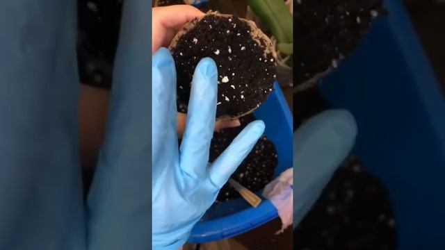Посадка АНЕМОНЫ в торфяные горшки