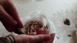 Кампсис. Сеем семенами.