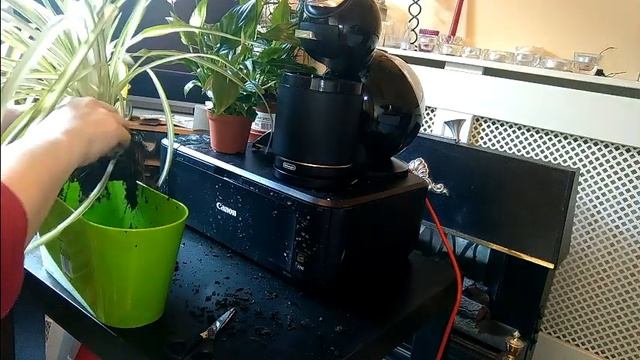 Repotting a Spider Plant  Chlorophytum Comosum