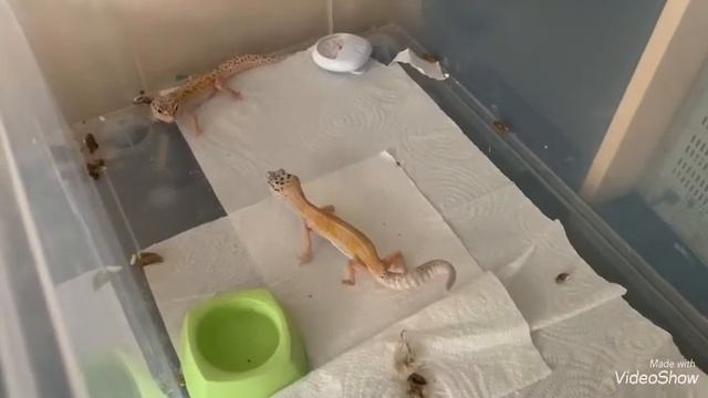 Кормление эублефаров / как кормить?/ чем кормить ?