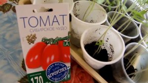 ВЫРАЩИВАНИЕ РАССАДЫ ТОМАТОВ В ДОМАШНИХ УСЛОВИЯХ. ОБЗОР. ОТЗЫВ. СЕМЕНА АГРОУСПЕХ