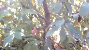Яблоня Вильямс Прайд летний сорт, в каждый сад