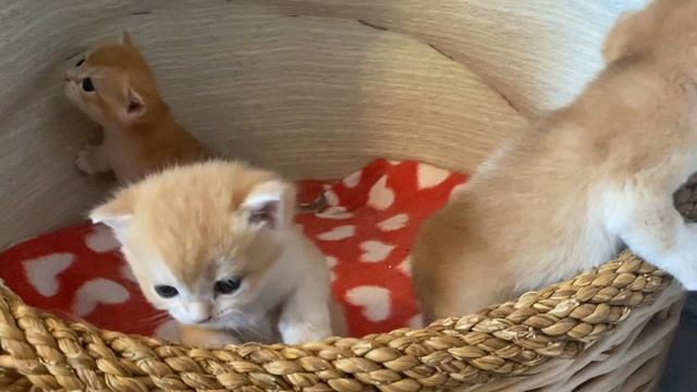 ?КОТЯТА КАК НА ПОДБОР?ТАКИХ ВЫ ЕЩЕ НЕ ВИДЕЛИ?БРИТАНСКИЕ ЗОЛОТЫЕ КОТЯТА?GOLDEN KITTENS?