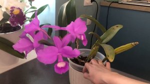 Cattleya skinneri / Guarianthe skinneri / каттлея Скиннера, цветение, цикл развития