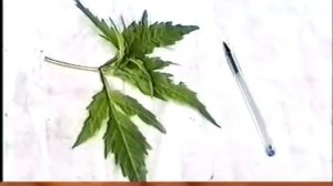 Лист и плоды смородины - польза, применение