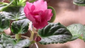 Внекорневые подкормки для фиалок. Сплошные минусы.