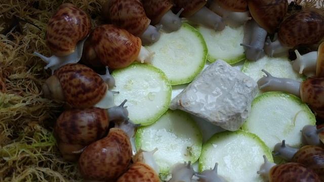 И снова детки конфетки. Архахатина маргината овумы. В продаже!#архахатина#овум#улитки