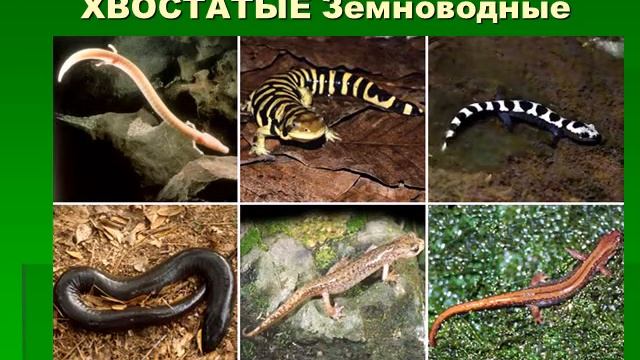 Земноводные 2 смотреть онлайн