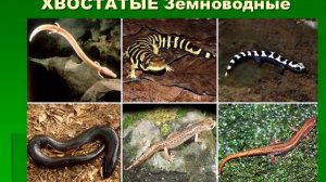 Земноводные 2