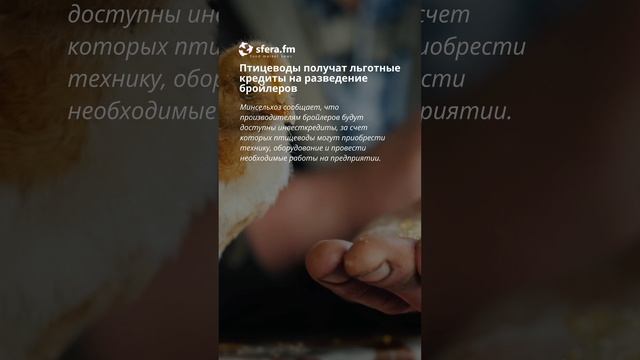 Птицеводы получат льготные кредиты на разведение бройлеров