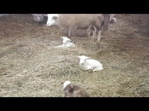 МАЛЯВКИ ПЕРЕЕХАЛИ