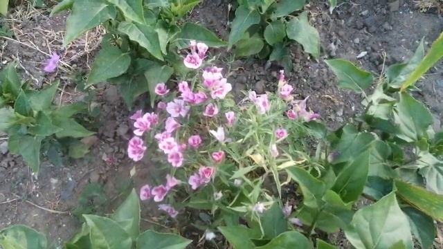 Годеция. Цветение. Клумба вечером. 23 июня 2022 года. смотреть онлайн