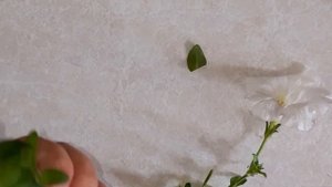 Черенкование петунии осенью. Как сохранить петунию зимой
