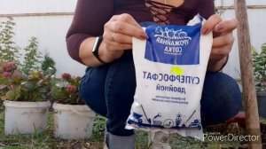 Пересаживаю калину бульданеж в сентябре