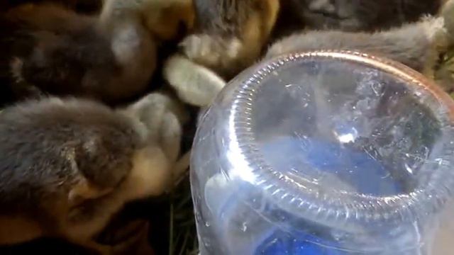Выращивание гусят. День 18-й смотреть онлайн
