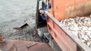 Выбрасывают красную рыбу на камчатке