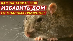 Как заставить ЖЭК избавить дом от опасных грызунов?